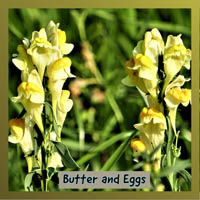 Butter and Eggs